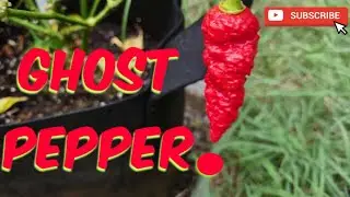 Carolina reaper and Ghost pepper plants from Mike Kincaid.