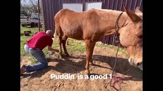 Lot #3-Puddin offered by Red Dirt Bison Co. @Chrome in the Canyon