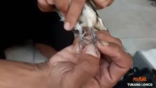 ✅ Perkutut Tuah KEBERUNTUNGAN😱
