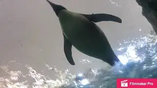 changlong water park best animal highligts (read desc)!