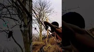 Hunting Big bird 🕊️#Hunter catching Bird's 🕊️#short#Viral#veadio😍❤️