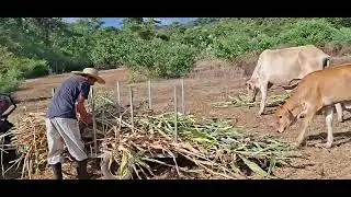 TIRANDO EL ZACATE A LAS VACAS