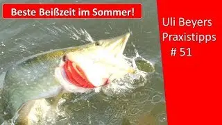 Die besten Bei&szlig;zeiten im Sommer