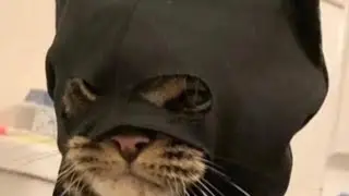 I'm batman For GOTHAM meme
