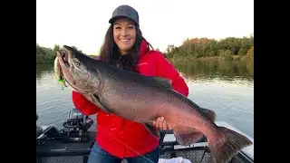 LIVE! Sacramento River King Salmon caught using Brad's Killer Fish 16's!