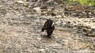Andean White-eared Opossum - Didelphis pernigra - Galapagos Road, W Andes