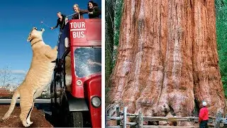 10 Cosas que son m&aacute;s grandes de lo que Pens&aacute;bamos [4] 😥