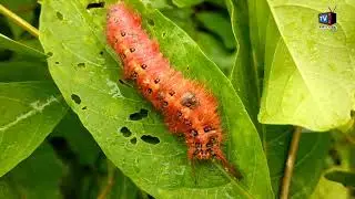 Worms living in Asia and eating food #snail #animalshow #worms