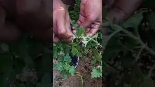 Winter flowers for garden | How to grow chrysanthemum | How to grow flower plants at home |