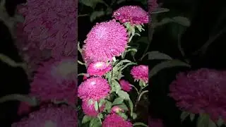 Aster red and pink, 😍beautiful flowers#daily#new#short#