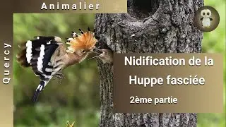 Nidification des Huppes fasciées, 2ème partie, nourrissage et évolution des jeunes.