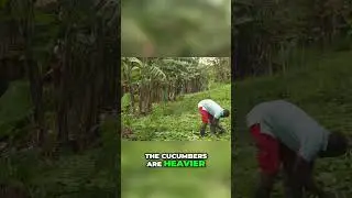 INCREDIBLE Cucumber Harvest! Massive Yields & Reduced Fungal Issues #farming #agriculture #natural