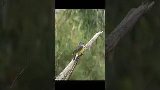Eastern Yellow Robin. #birds #australia #nature #wildlife  #wildlifeofaustralia