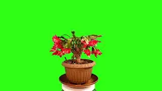 flower plant green screen | blooming flower pot chroma key stock footage