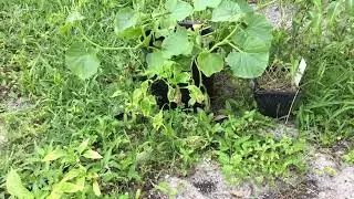 Current Status of the Fruits and Veggies Plants in the Dougherty Garden - May 9, 2025