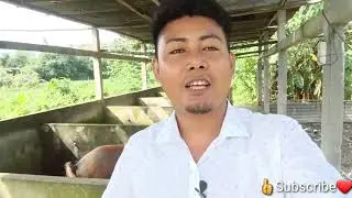 Assam BTR piggary farm 2022 || साइन्थिफिक आदबै फिसिनाय अमा फाराम || Bodofa Info