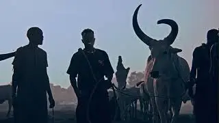 John frog new music video// Junubi Asili