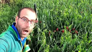 Culture de méteil, l'herbe ça ce cultive 😉 N°62.1!