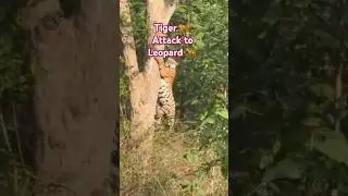 TIGER ATTACK TO LEOPARD IN Pench Tiger Reserve Safari | Turia Gate | Tiger😳 Sighting in Pench |