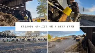 Episode 46 - What&rsquo;s involved in the day to day feeding & Harper Adams visit 🐂