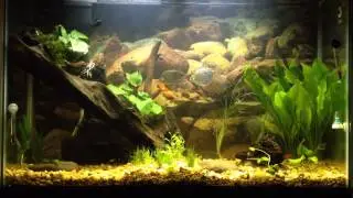 Genesis of a Tank
