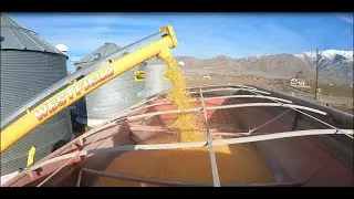 Loading Out Corn