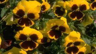 Abraham Hicks you must do these 4 things everyday