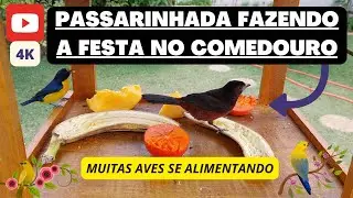 4K - Pássaros livres no comedouro com frutas 🟡🟢🔵 uma festa de cores