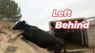 Rounding Up Stray Cattle.