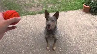 Dog Training Gold Coast | Review of Liker Ball Part 2