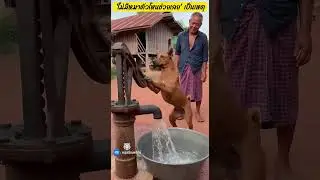 &lsquo;ไม่มีหมาตัวไหนช่วยเลย&rsquo; เป็นเหตุ