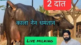 🔴 live milking kala nain dhamtaan 1st taimar jhoti 👉2 Tith