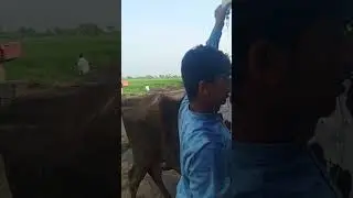 Fluid therapy after dystocia               #viralreels #foryou #cow #animals #dairy #fluid