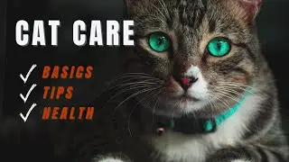 Cat care basics and tips for beginners - General cat health