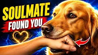 If Your DOG Does These Things, They&rsquo;ve IMPRINTED on YOU