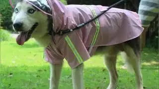 Medium large dog raincoat