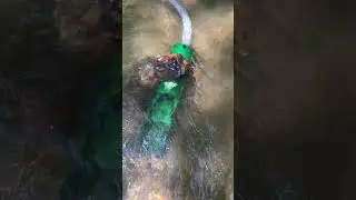 Dredging the creek for GOLD with the Goldibox backpack dredge sluice