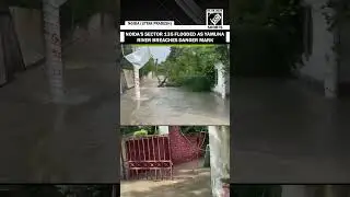 Noida's Sector 135 flooded as Yamuna River breaches danger mark, farmhouses drowned