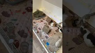 Guinea pig cage cleaning ASMR 👂🏻