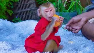 Adorable baby monkey sitting and eat Orange fruit so sweet after take a bath💖