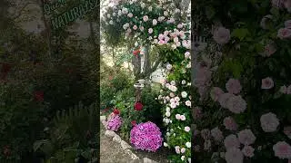 Belleza inigualable!#naturelovers .#naturaleza #arboles #tree #trees #floresnaturales #flowers #amor