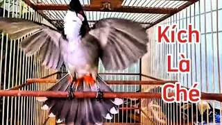 Chào mào hót xoè ôm cóng cực đẹp! Chào mào hót đấu bung xoè quá đẹp/ Luyện chào mào hót đấu cực căng