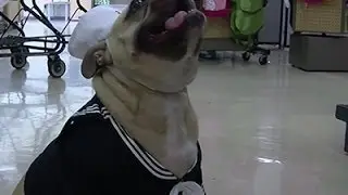 Pet Halloween Costumes Scare Up Record Sales
