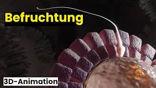 Befruchtung | Spermium und Eizelle verschmelzen | 3D-Animation