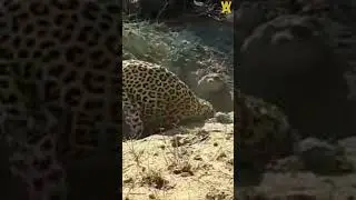 Leopard Digging Out Warthog From Burrow  #shorts