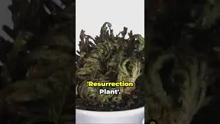 Unbelievable Plant Secrets & Myths! #myths #shorts