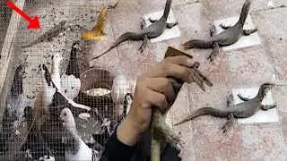 Monitor Lizard Kahn Sy Aagai 😱|Attack on Birds|Mini Crocodile 🐊