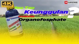Sensitivitas Pestisida Organofosphat Kendalikan Hama Tanaman
