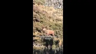 Big Country big Red stags! 💥 🦾