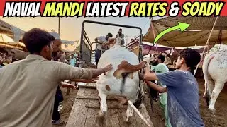 Cheapest Cow Mandi In Karachi 2025 | Naval Cow Mandi Latest Rates & Soady 😱